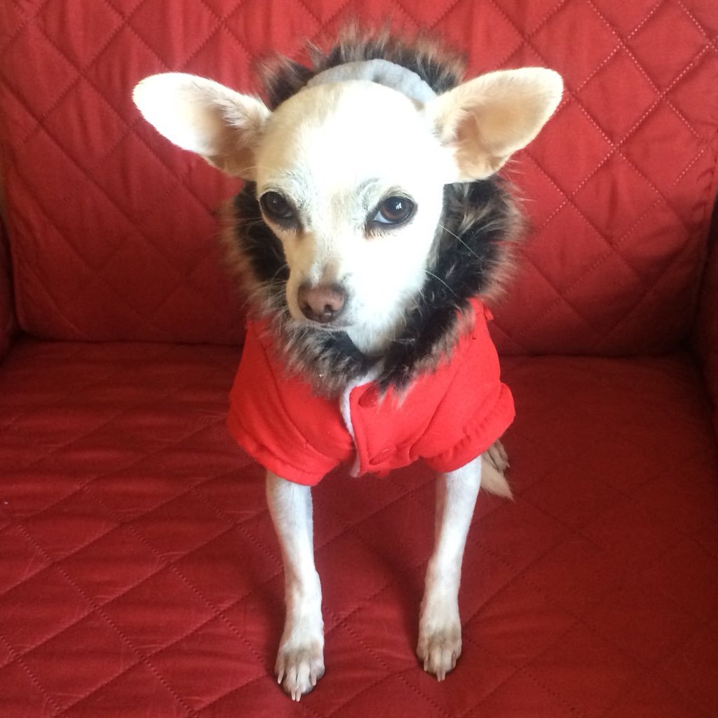 letycorfman's profile picture. American Dreams with Hispanic Roots #ARMYmotherVet #lawEnforcementWife