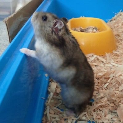 唐変木(旧 夕陽)さんのプロフィール画像