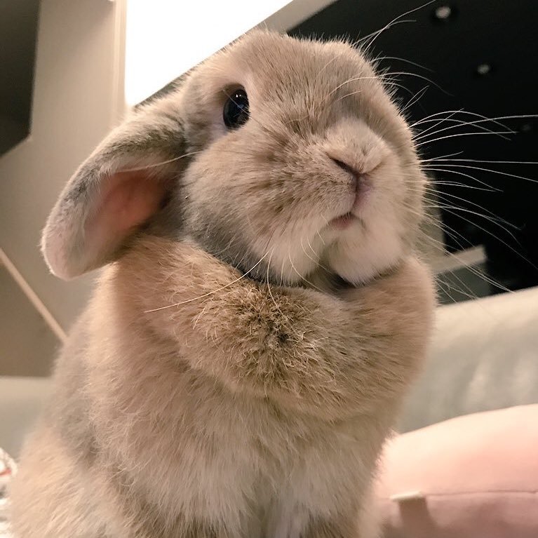 keiseikazoo's profile picture. miniature gamer（「malifaux」「warmachine/hordes」）筋トレと立ったまま靴下はけるように柔軟を始めました！ ^_^スマホゲームはドラクエウォークとタクトに熱中🥰