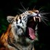 Mr. Tiger (@mr_tiger88) Twitter profile photo Mr. Tiger (@mr_tiger88) Twitter profile photo