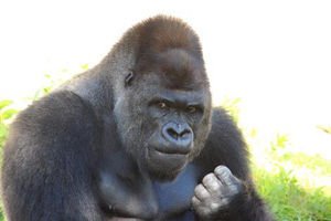 gorilla_Shabani's profile picture. モナコインで一財を築くもshndとgrimとpacとxpで財産を減らしていくドMゴリラはこちらです。