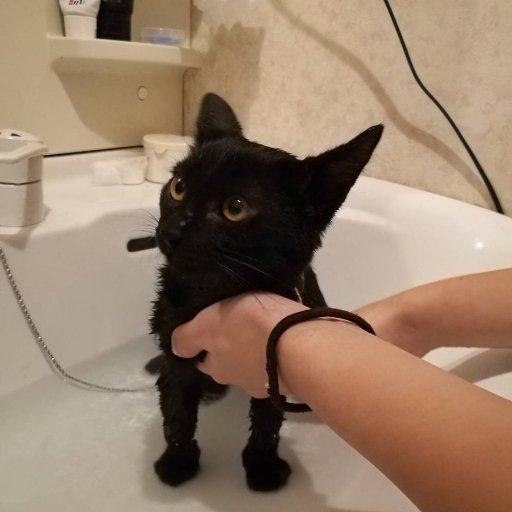 m2_pukupuku's profile picture. ホンダのシャドウファントムっていう直線専用マシンからＮＣ750xに乗り替えました
更なる低燃費でまったり散歩です(笑)