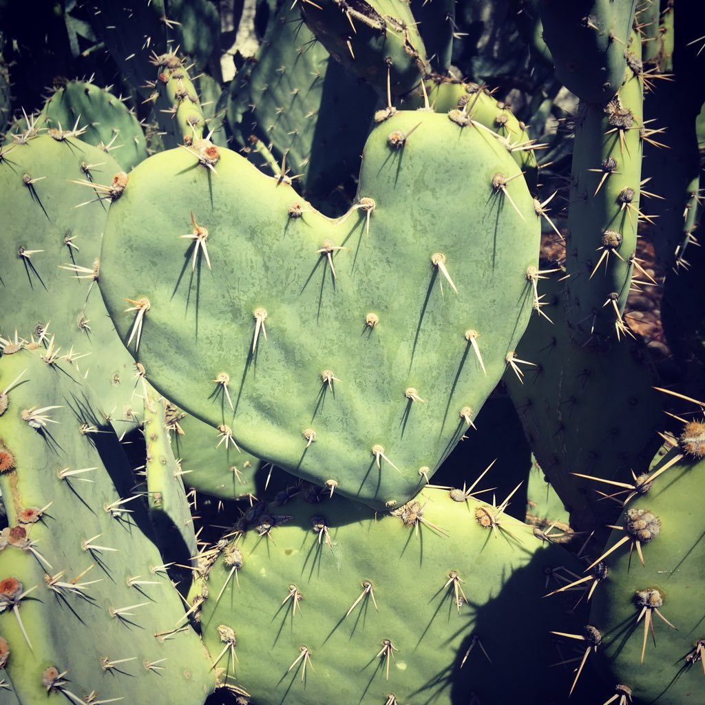 Professional chef that has worked in various parts of the U.S., now in AZ. I love sharing new tastes and experiences and think food should be fun.
