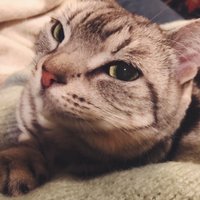るってぃ (@minarutti) 's Twitter Profile
