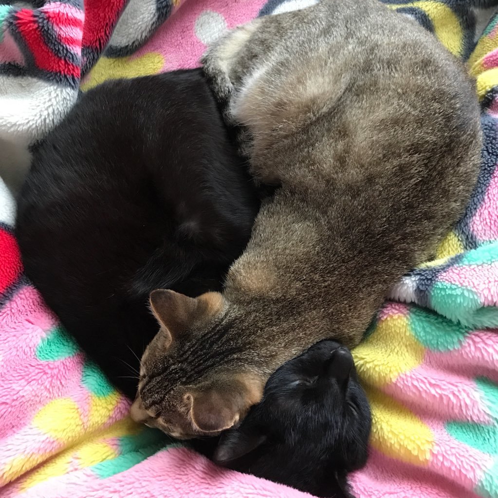 aayyuu0223's profile picture. 北中❁明石城西❁関大文学部(文共)