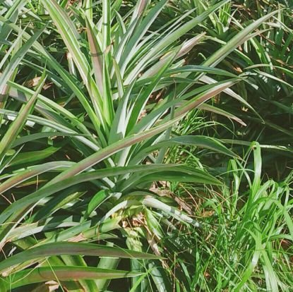 chocomagic123's profile picture. 高校生。