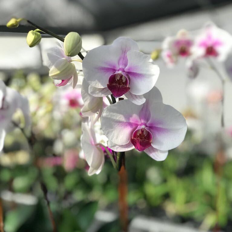 JesusJguzman's profile picture. 