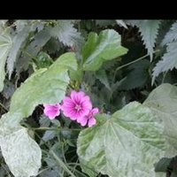 Tevadet Tekin Yakar Hakkari (@tevadet) 's Twitter Profile