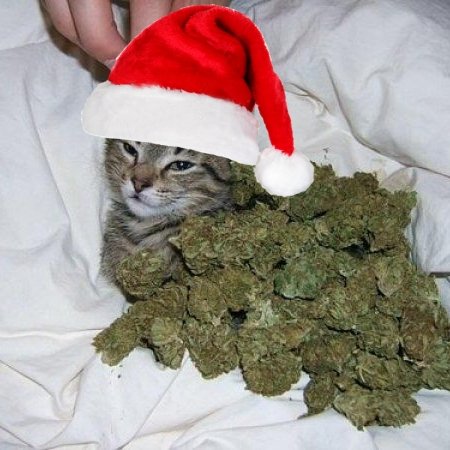 tacosoossi's profile picture. I won sodapoppin as warrior.
i slept night with a bear.
retired master tier gamer (one time challenger).