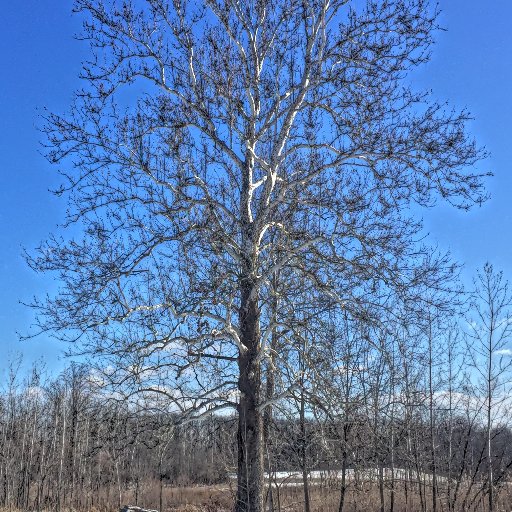 A treehouse of knowledge, ideas and perspectives on trees, forests, conservation, arboriculture and urban forestry.