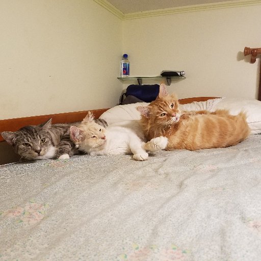 HostaDaylily's profile picture. Kids, cats, plants.