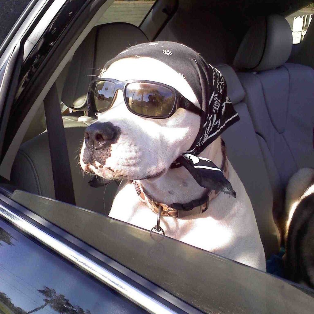 DOGSINCARS_'s profile picture. woof woof beep beep! #dogsincars