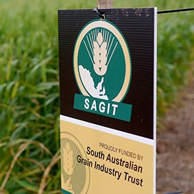 The South Australian Grain Industry Trust Fund (SAGIT) invests in local research to benefit the SA grain industry.