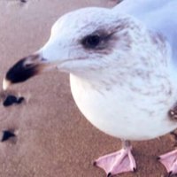 Gulliver the Seagull(@gulliver_the) 's Twitter Profile Photo