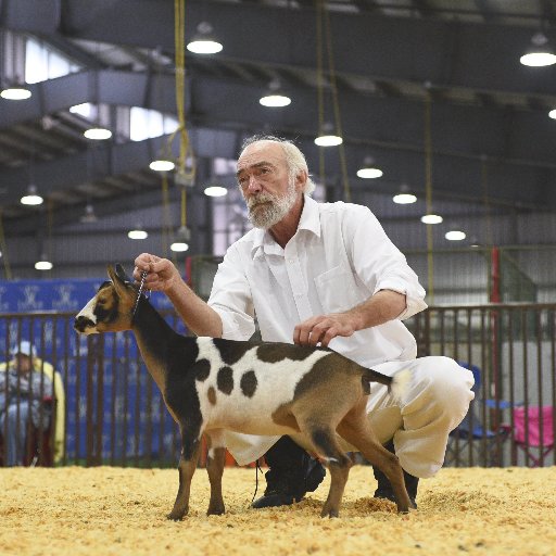 Small farm farmer with dairy goats, LGDs, chickens, guineas, turkeys, bees and vegetables. Goat milk soap and lotions, cheese and milk available.