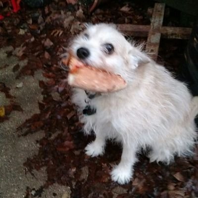 JustRogering's profile picture. Pardon me, but why am I here again?