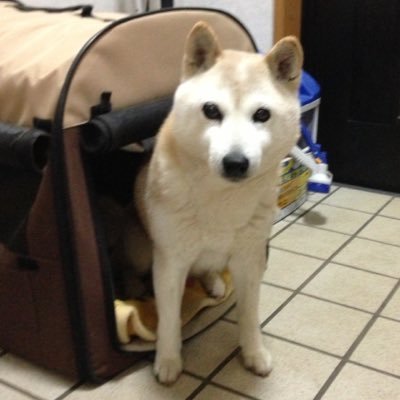 Lepusmhr レノアリセット 衣類のダメージ防いでヨレ戻し に期待して買って使ってみたけど 匂いきつすぎる 洗った衣類着てると頭痛してきて私はダメだった 残念 Lepusmhr レノアリセット 衣類のダメージ防いでヨレ戻し に期待して買って使ってみたけど 匂いきつすぎる 洗った衣類着てると頭痛してきて私はダメだった 残念