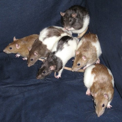 The Rattie Mischief, based in Sheffield, UK. Made up of 6 female rats; Sniff, Scurry, Whisper, Muffy, Cinammon and Shadow.