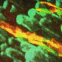 UI Molecular Physiology & Biophysics (@uimolecphysbio) 's Twitter Profile