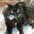 TooniePaws's profile image