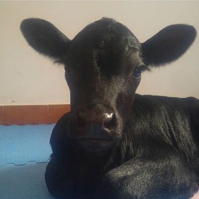 Activista por la Liberación Animal
#Antiespecista #DerechosAnimales #Antifascista 🏴
#BastaDeFalsasSoluciones
#Activista #Vegan #Veganismo
#Anarquista