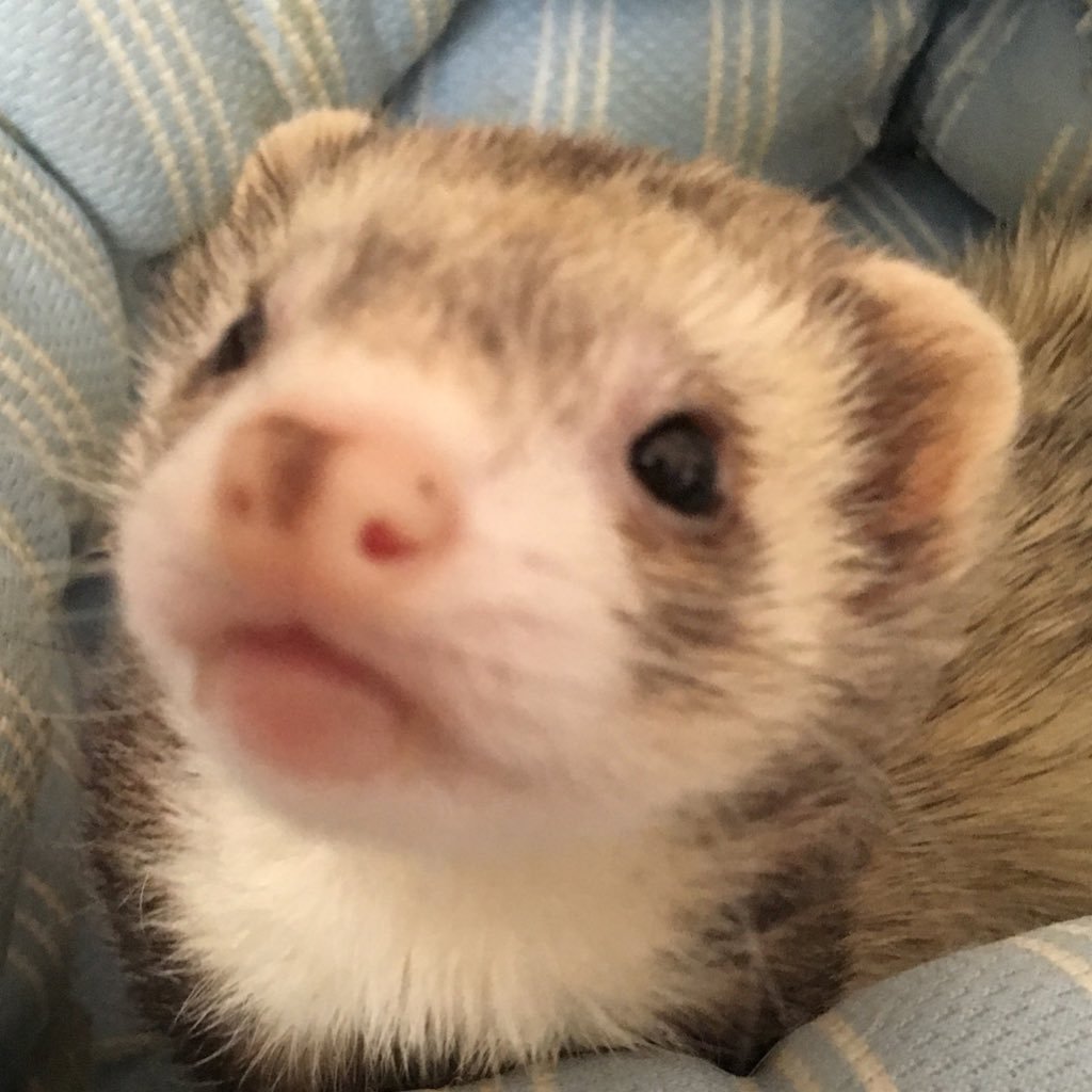 charuko_0907's profile picture. コタロー＆ゆず＆もなかの3ニョロの飼い主です(ฅ'ω'ฅ)♪
 可愛い天使ニョロ4匹♡
なな＆ちな︎＆どれみ＆のんな⸜❤︎⸝‍
#フェレット