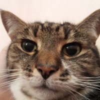 Alice 🌈 (@ha1alice) 's Twitter Profile