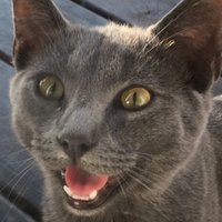 HammerLeaf (@hammerleaf) 's Twitter Profile