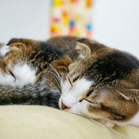 たつや☀ (@attokuma_a) 's Twitter Profile