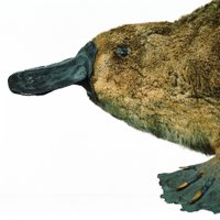 Grant Museum of Zoology(@GrantMuseum) 's Twitter Profile Photo