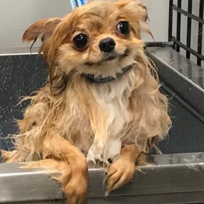 merdittyy's profile picture. twitter haute