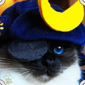 歴史系のフリーライターです。お仕事募集中、DMでどうぞ。noteも始めました。何卒よろしくお願いします。