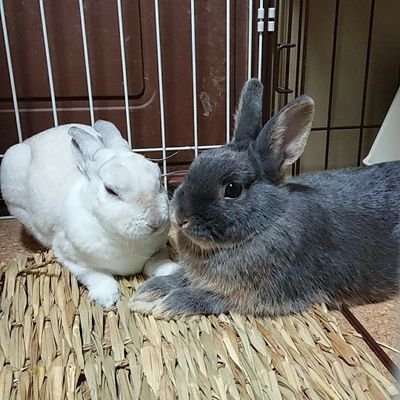 可愛いうさぎでTLをたくさんにしたい🎶
あと、飼っている7羽のうさぎとの日常をつぶやく垢です😆🎵🎵
ウサギ好きな方、よろしくお願いいたします🐰💕👍(^-^;💦 #ネザーランドドワーフ #うさぎ好きさんと繋がりたい #うさぎの丸吉