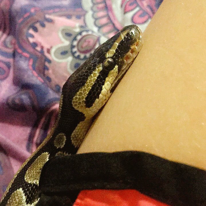 medusathequeen's profile picture. im just here for the animal pics