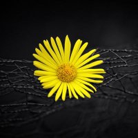 Aziz ttk (@azzttk) 's Twitter Profile