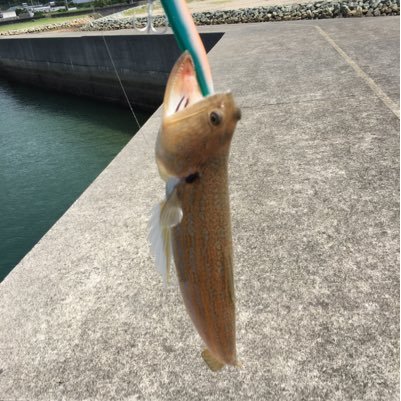 釣りずきのおじさん。運河と隅田川でシーバス。ハゼやら、たまにオフショアでアジやシーバス。極たまに管釣りトラウト。ポンドよりリバーが好き。