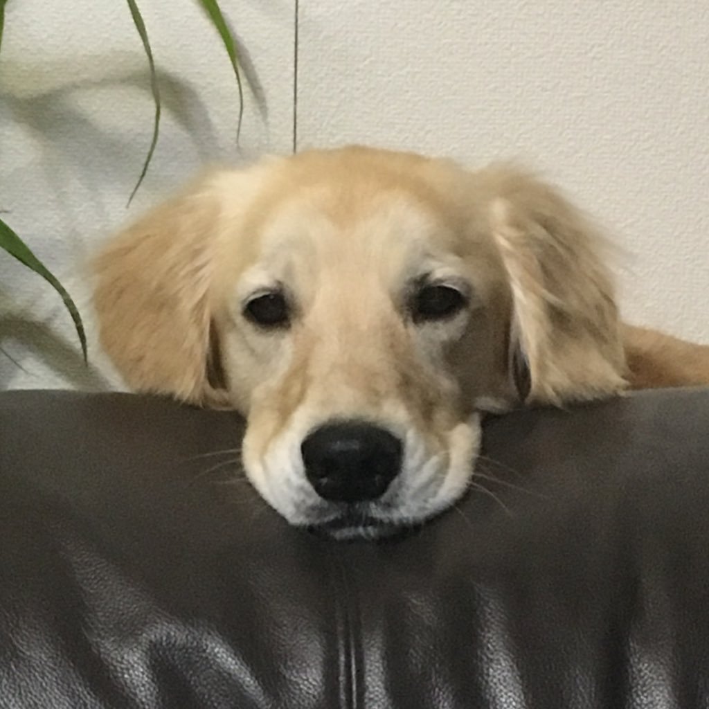 zuttonakama12's profile picture. れあ 女の子 2013.9.23産まれ♪ たいたい 女の子 2022.9.23産まれ♪