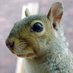 Squirrel (@sotirov) Twitter profile photo Squirrel (@sotirov) Twitter profile photo