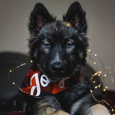 thehuskyjoey Profile Picture