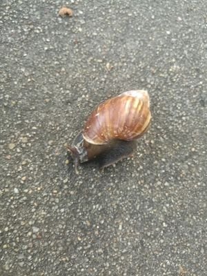 Sfgllin's profile picture. 