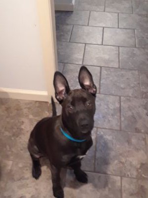 KelaThe's profile picture. Im a dog i love my family so i poop and pee all over the house.