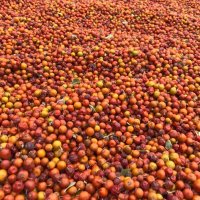 النباتات البرية في الجزيرة العربية (@9999ssss9) 's Twitter Profile Photo