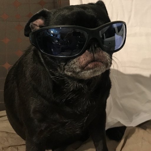 Licensed grower under Canada's ACMPR, Cannabis is my passion, and I also love pugs