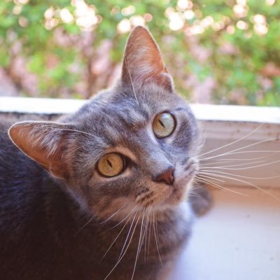 Katpetphotog's profile picture. KATriel's Pet Photography providing people with high quality digital memories of their adorable pets at an affordable price! New website linked below!