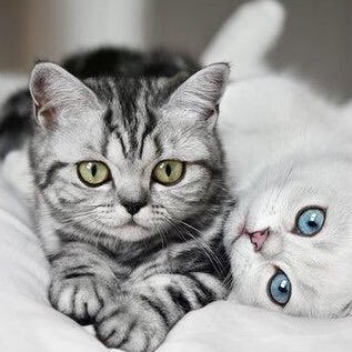 mft0707's profile picture. Endülüs gibi yetim mi kaldım, nedir bu hüzün?