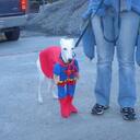 millie mcallister - @CordovaSkiDog - Twitter