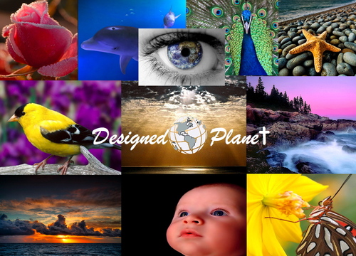 designedplanet's profile picture. All Life Is Designed With A Purpose