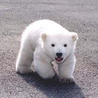 j (@zoooonbi_9) 's Twitter Profile