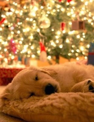 Just a simple Christmas time dog with hopes and dreams.