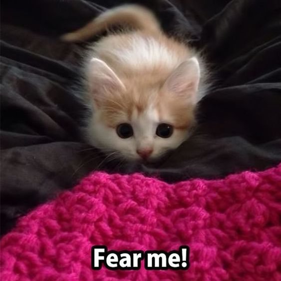 MeanKat_B's profile picture. 